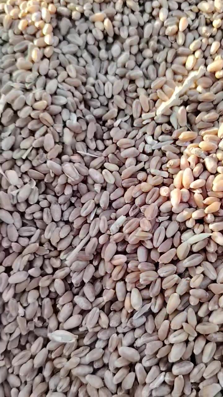 شرط بنت المغلف
الكمية ٢ طن السعر ٨٠٠ الطن
***********
