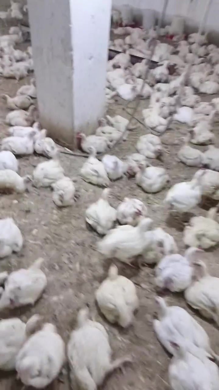 ***********‬‏
رسول لبيع الدجاج الجمله بل وزن مستعدون لتجهيز كافة المناسبات او برخص السعار خلي ياكل الفقير او تدللون علينه اهل الكوت  عوان طريق العماره مقابيل شركة مرمره لسيراميك اي استفسار هاذه رقمي ***********
