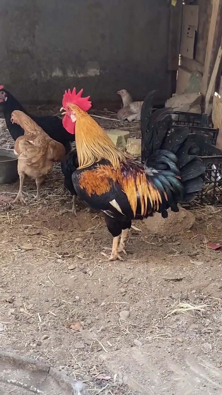 ديج عراقي • اطراف قصيره • بصره قرنه