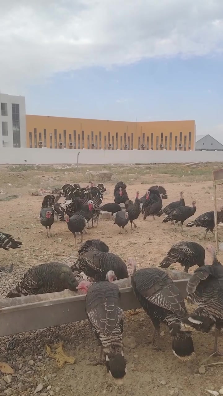 فسيفس • ٣٥ • تكريت الديوم