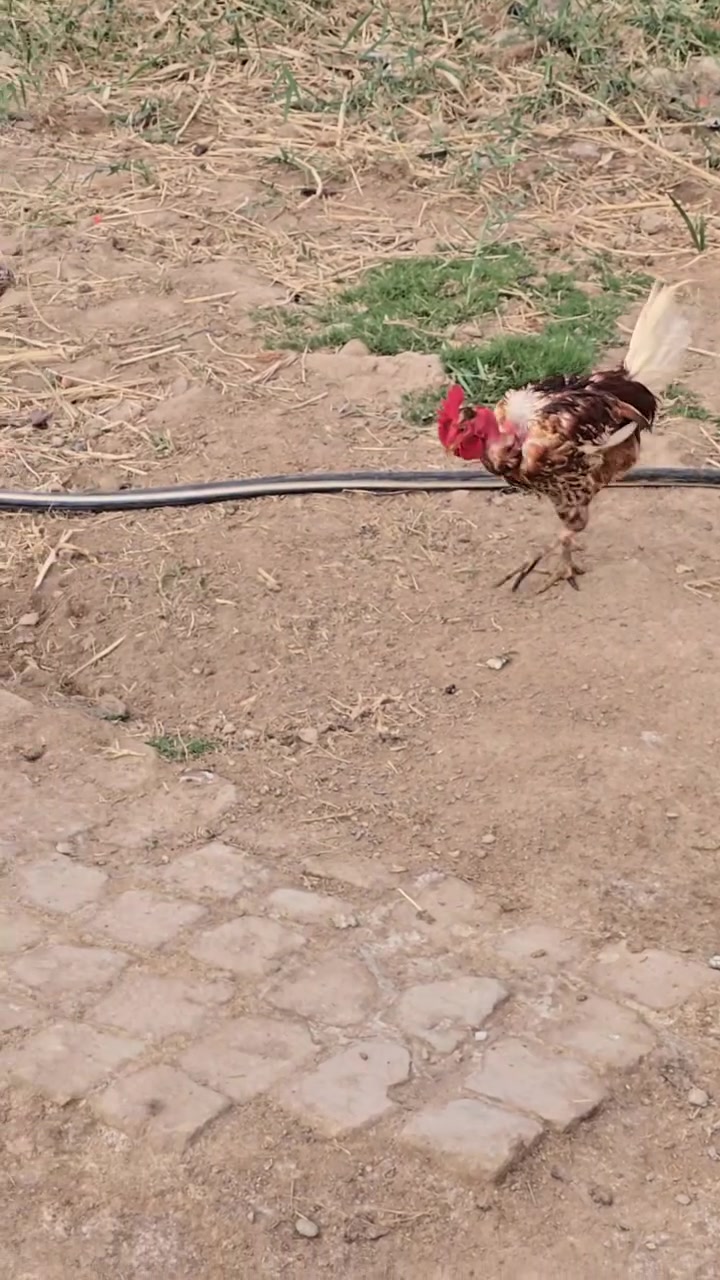 ديج ابو ركيبه • سعر خاص