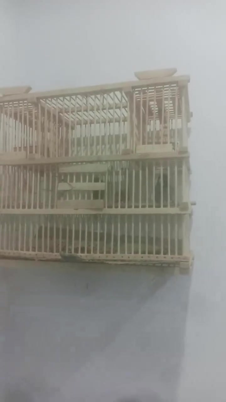 بلبل • مفول • البصره العشار