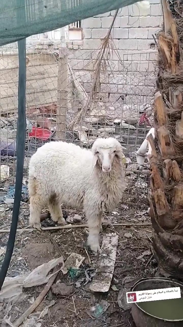 السلام عليكم بهمه العمر ٦ اشهر سمينه السعر ٣٢٥ وبيه مجال للشراي المكان بصره ابو الخصيب الرقم *********** الشراي
