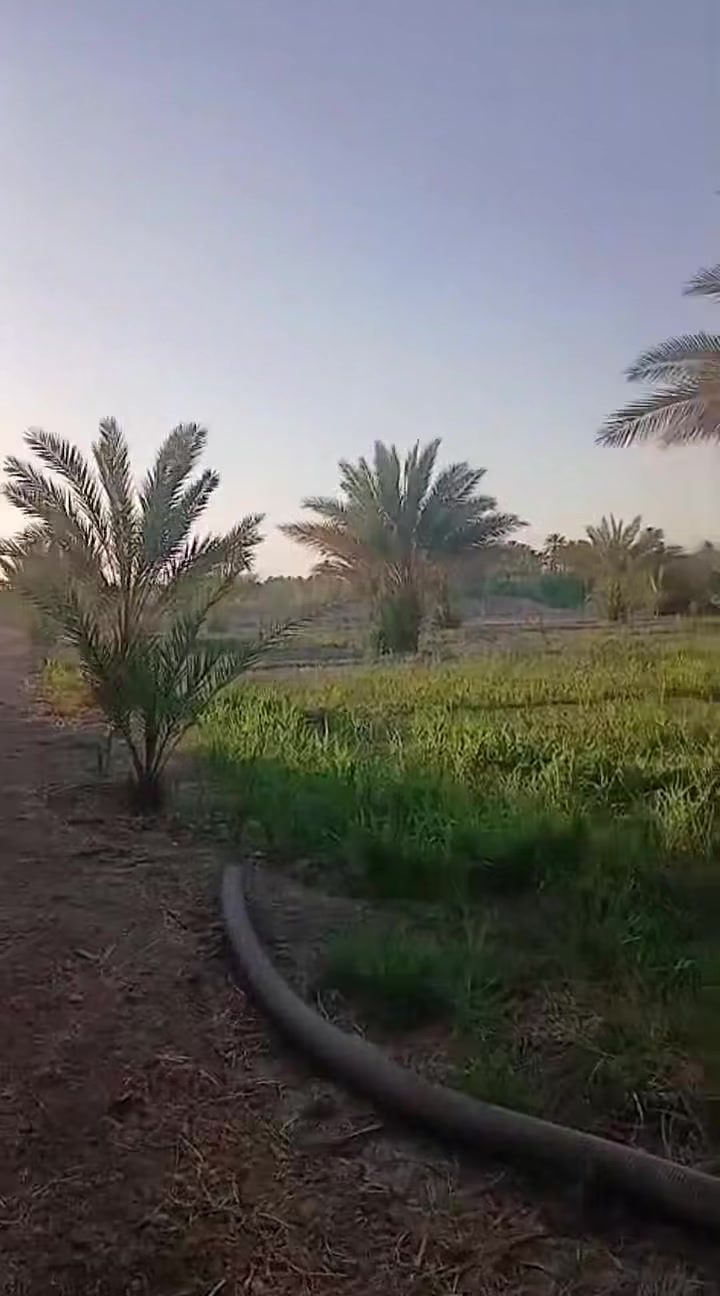 العزيزية واسط • ٢ دونم • ٧٠ نخلة