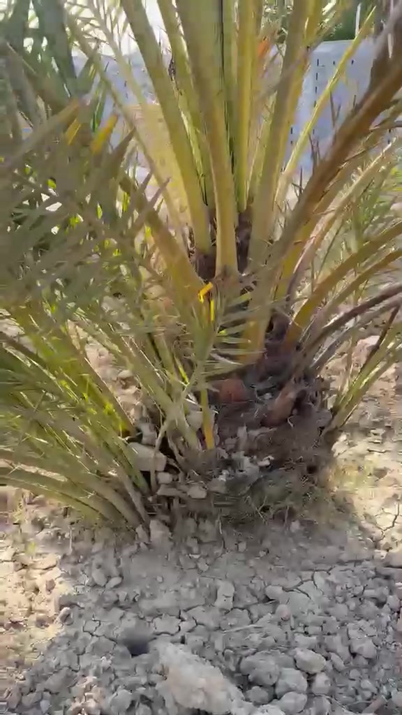 يتوفر امايات برحي حر العنوان بصره ابي الخصيب 
***********
