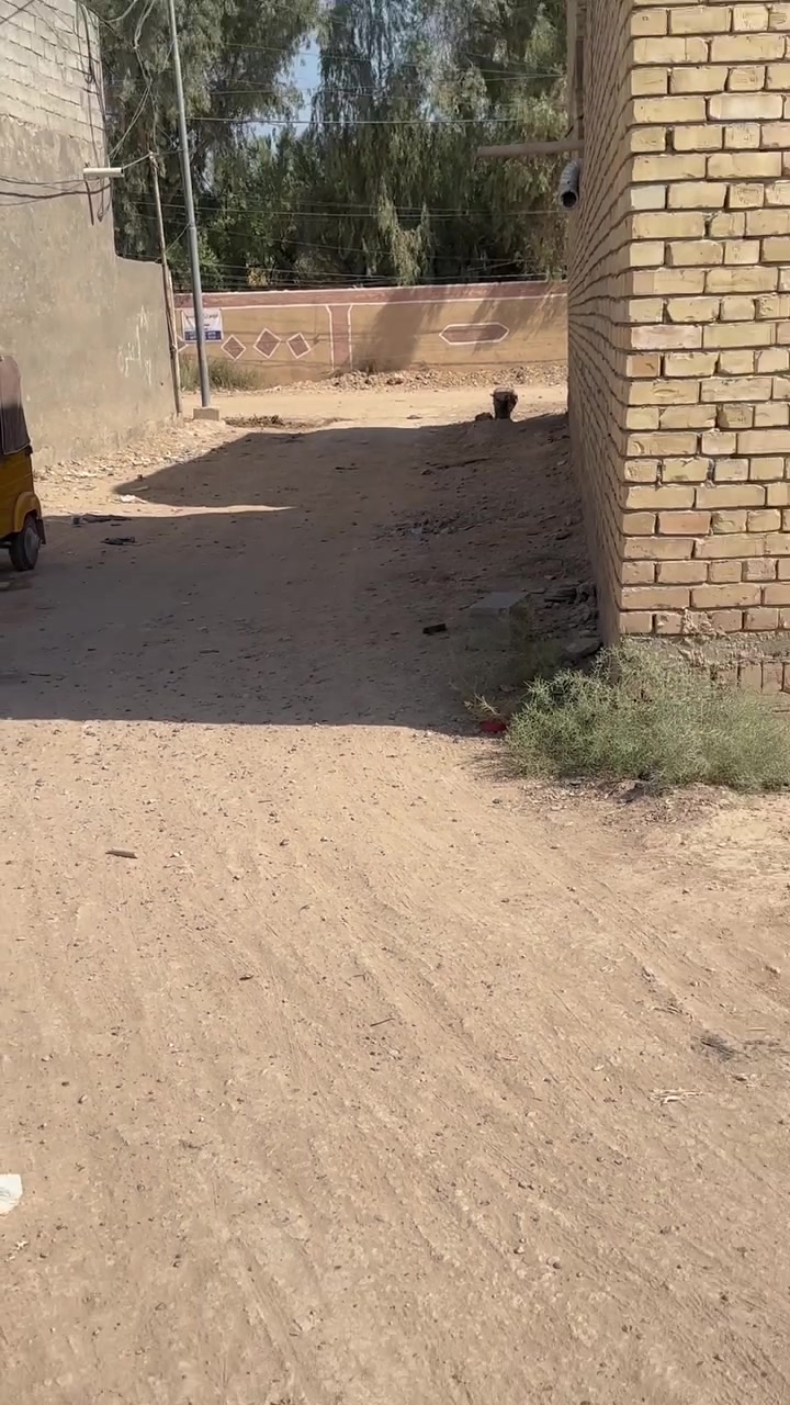 منطقة سبع قصور ‏قرية المسعود الأوسمة ￼ قطع أراضي للبيع رقم ***********
