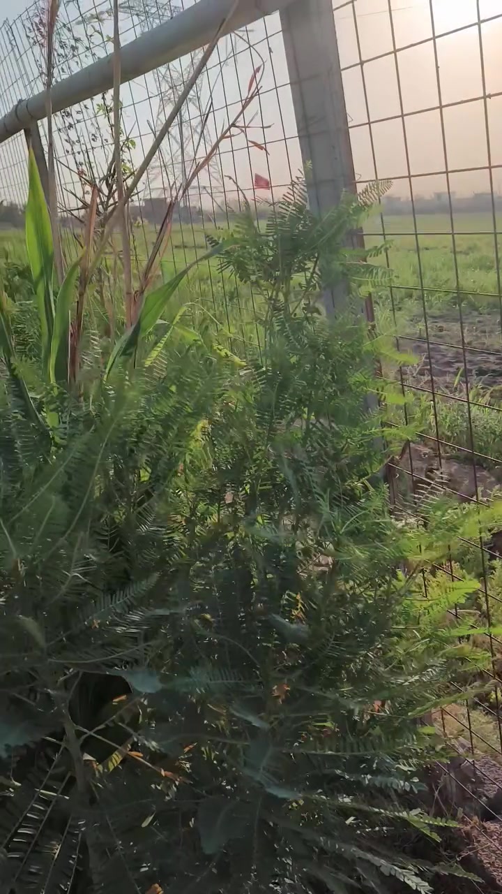 السلام عليكم
بيت مع نص دونم للبيع..الموقع تقاطع النهروان قرية السادة النعيم قريب على تكسيات الجسر الفرنسي 

مساحة البيت ٢٠٠ ومساحة المزرعة ١٢٠٠

متوفر ماء وكهرباء وسحب ونت مع ماء سقي دائم

يحتوي على ٣٠ فسيلة نخيل مختلفة

عرض الشارع ١٥ ويبعد عن الشارع العام الرئيسي ٨٠٠ متر

الأرض عقد ١١٧  وصاحب العقد ساكن في نفس الأرض
السعر ٩٠ 

اي استفسار واتساب

***********
