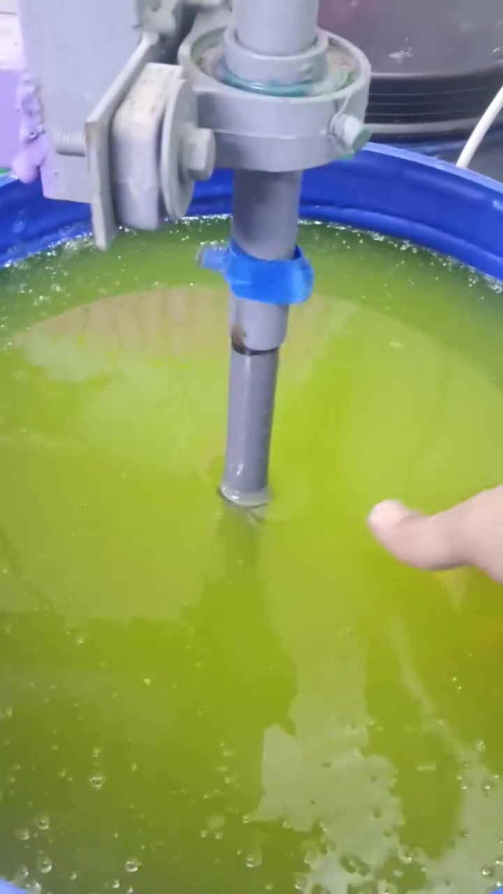 زاهي ليمون • جملة • بلقيس