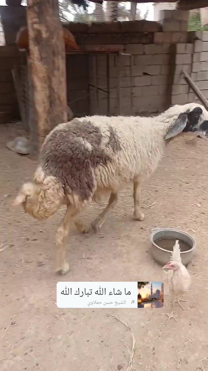 نعجة • عرجيلي • عشار فوك الشهرين