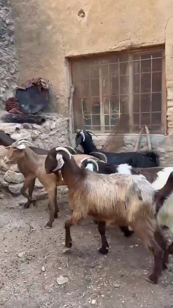 ٧ معزه • نصاح • الخفاجية