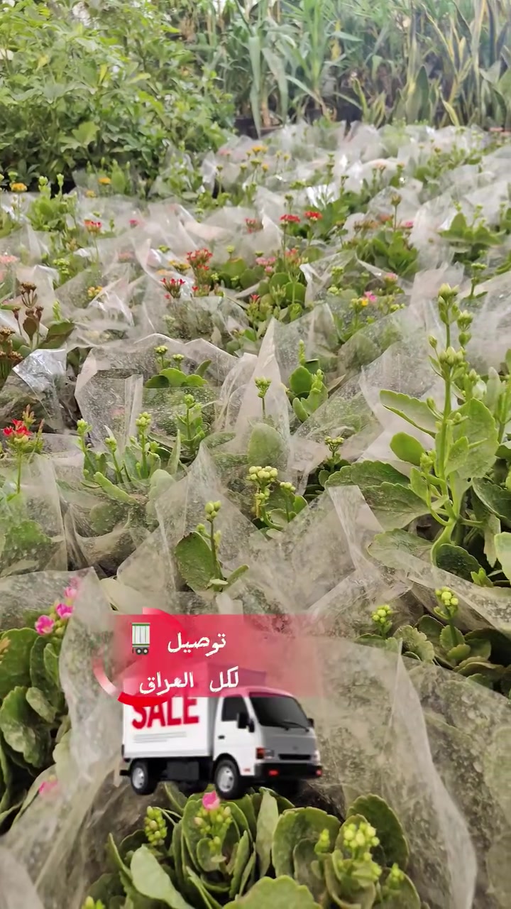 ورد الكلانشو • نبات زينة • حلة حي الصحة