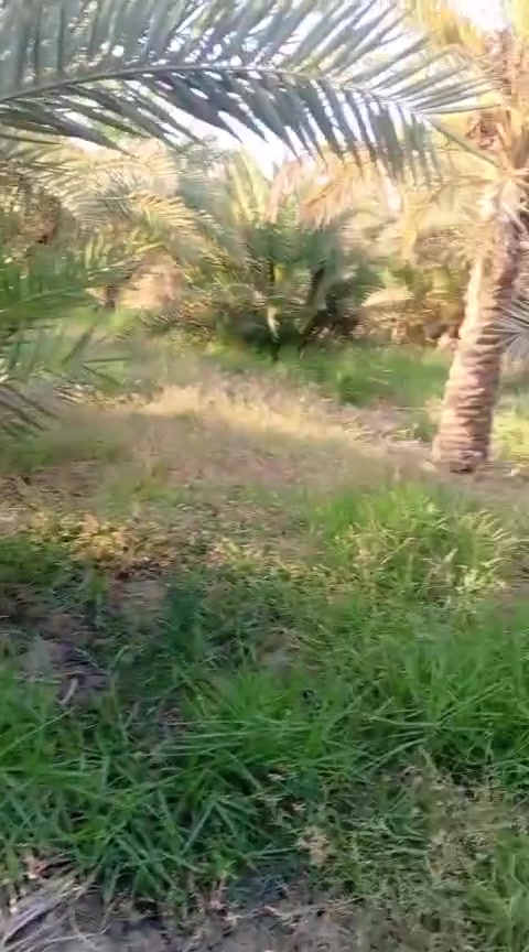 دونم وربع • زراعي • اسديناويه