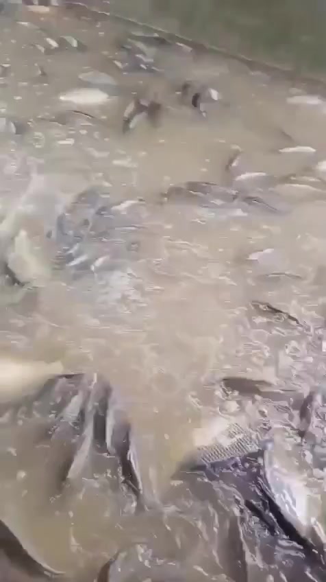 🐟 ب ٧ فقط سمك حي مسكوف ع حطب الحمضيات 
 السمك حي فرش ٥ ألف 
🔥 سمكنا ينشوى ع الفحم وبنكهة عراقية أصيلة .. سمك مقلي حار.. زوري مقلي
دجاج مشوي ع الفحم طري طازج

📞 للحجز والاستفسار: ***********

دجاج حي محلي ب ٣

⏰ نستقبل طلباتكم يومياً من الساعة ٨ صباحاً

خلو غداكم اليوم على ركن بسمايه ❤️🔥
