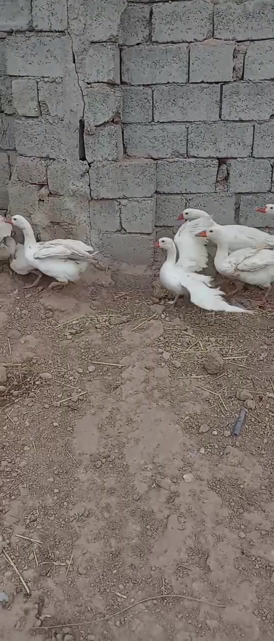 غازات • ٨ حبات • قرية الحاج علي
