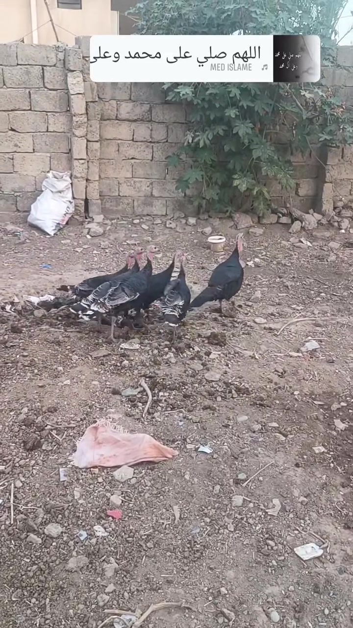 بصراويت • ٥ فراريج • ٥ كيلوات