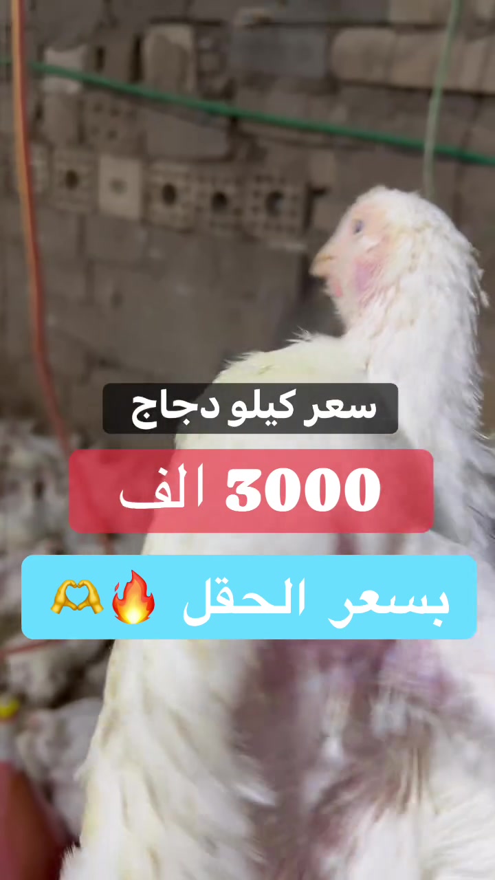 كيلو دجاج • كربلاء كنطرة سلام • كاظم العبودي