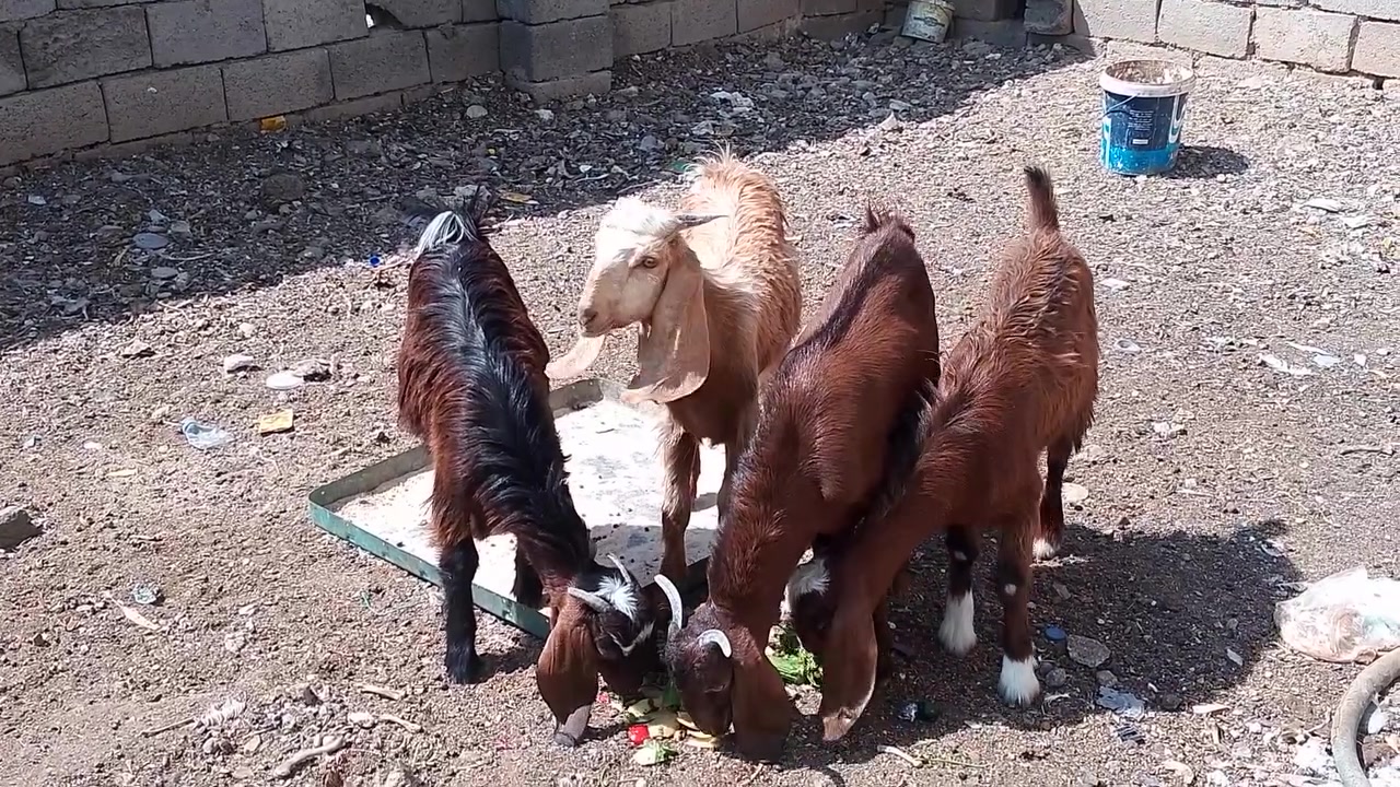 للبيع 2فحله 2نثيه *********** مكان طوز
