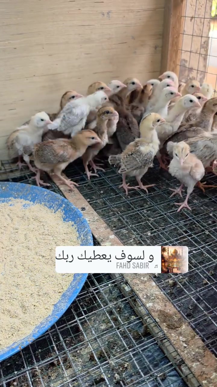السلام عليكم متاح افراخ كويتي مطوك وكريمي وفري من هذا الحلال ماخذات لتهاب صره صحه خير من الله مكاني ديالى قرب سيطرة الغالبيه ***********
