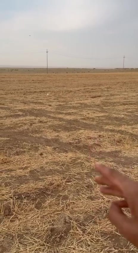 كركوك ساقزلي • ١ دۆنم • مزرعة