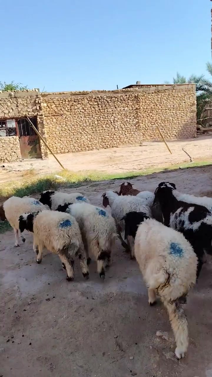 المكان الانبار حديثه يوجد توصيل حسب الانتفاق***********
