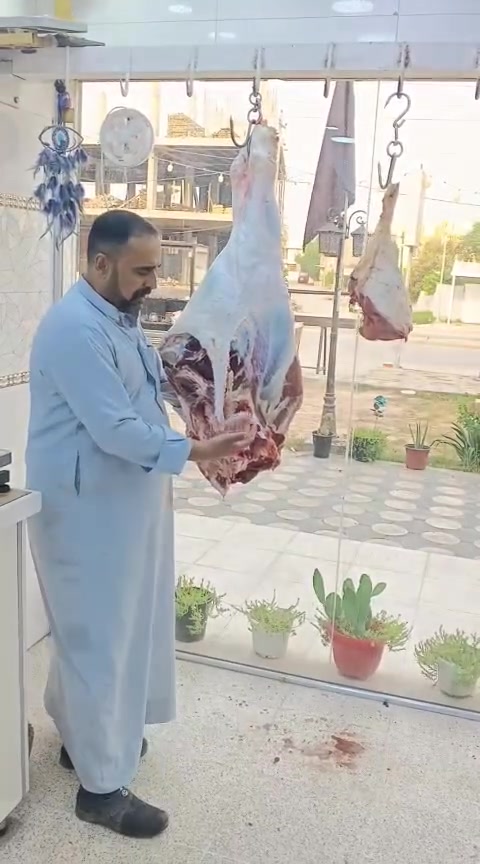 لحم عجل عراقي • المسيب حي المعلمين • الماجد