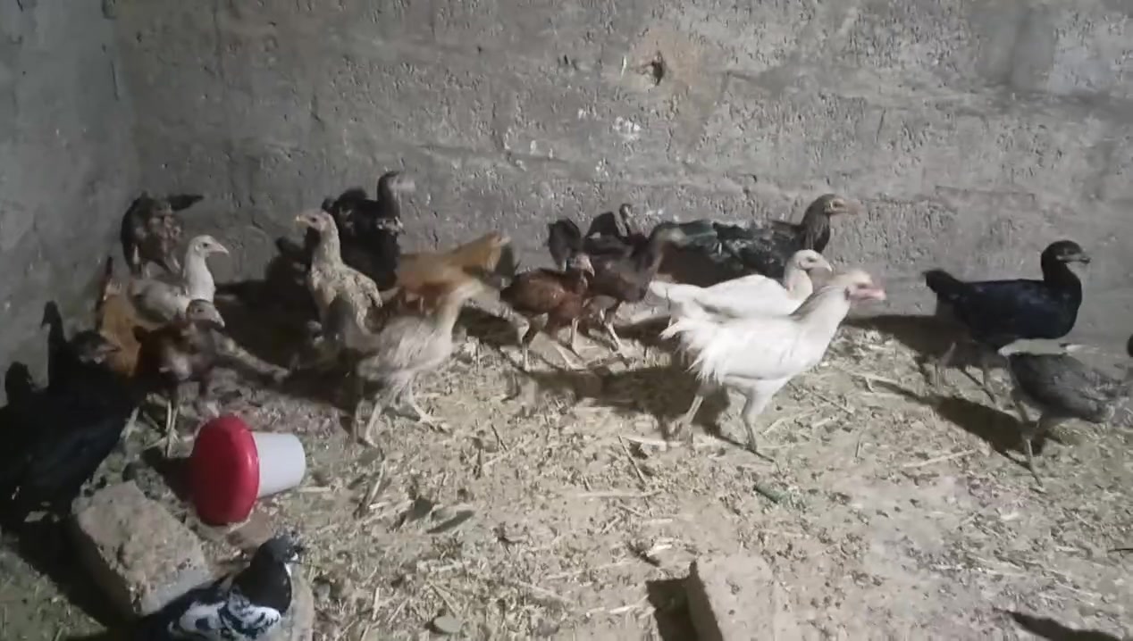 السلام عليكم يوجد ديكوك وفراريج للبيع ***********
