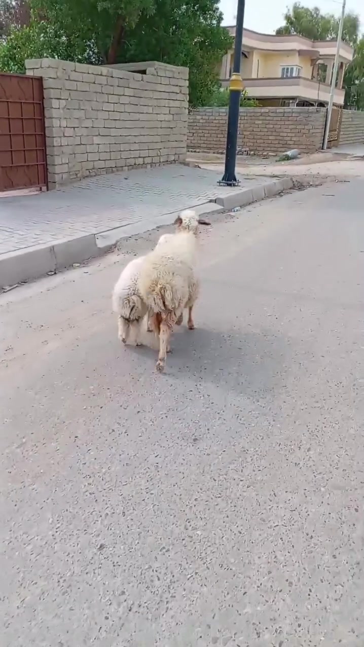 سلام عليكم لبيع نعجه ورجينه ام ثالث وراها فطيمه حانيه فوك بنتها شرط ماتنبشم حنطه وخبز كوم شرط نصاحه على كل عيب مكفولات من كلشي مكان البيجي حي العصري رقم الهاتف *********** /***********
