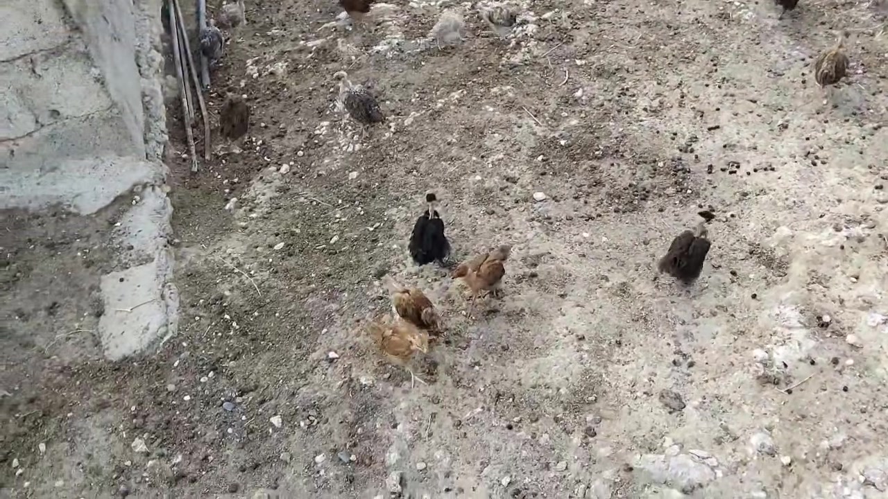 السلام عليكم
صواصي عرب للبيع كمية محدودة
لقاح كامل العمر شهرين
الهاتف : ***********
