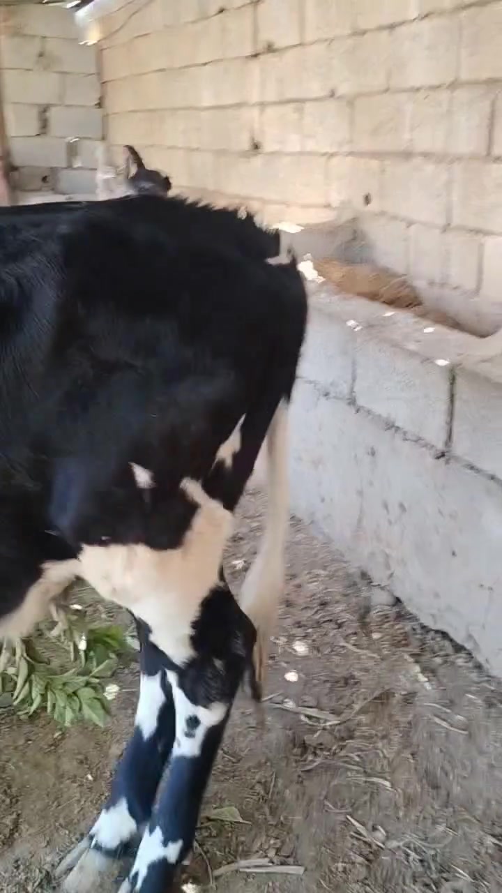السلام عليكم اباجير للبيع ***********
