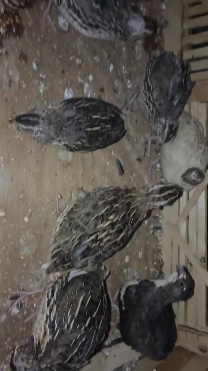 سمان للبيع سعر زوج 4 وشرط بياض بدايت بيضه عدد 5زواج تواصل .***********
