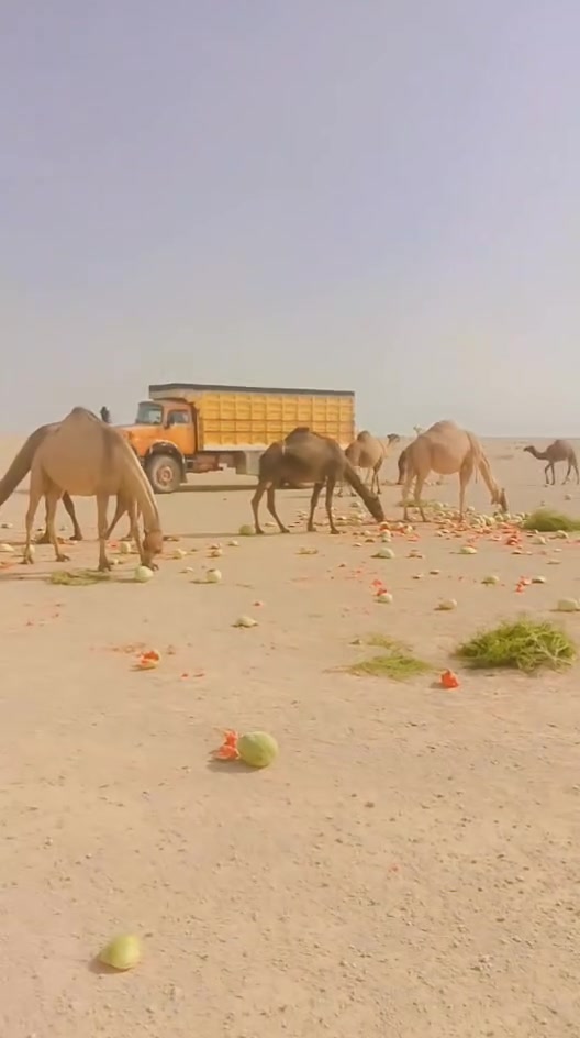 بودي • الانبار • للبيع