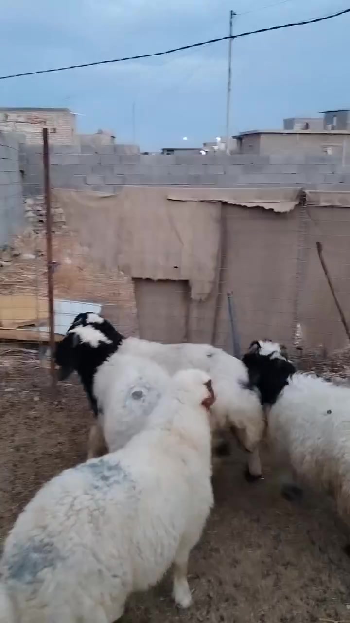 خمس طليان  درجة أولى 🌸 ***********

