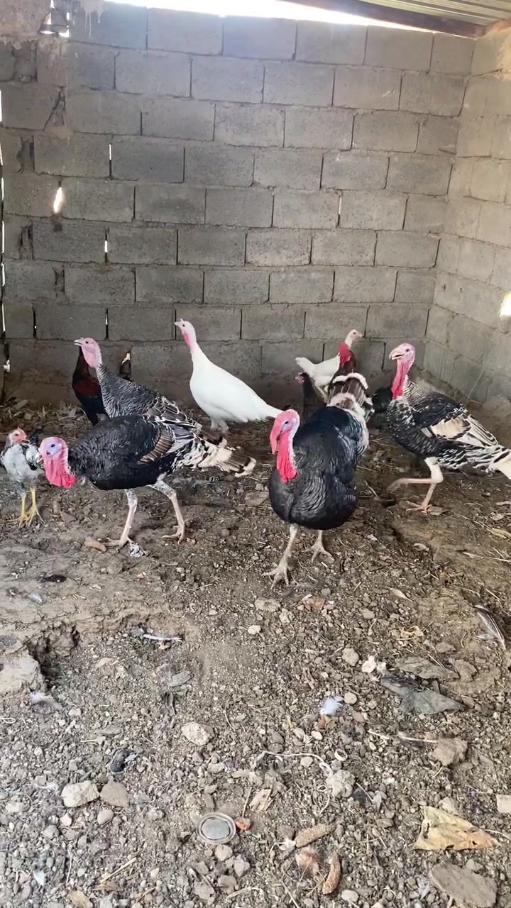 فسيفس • افحل • ونثايه
