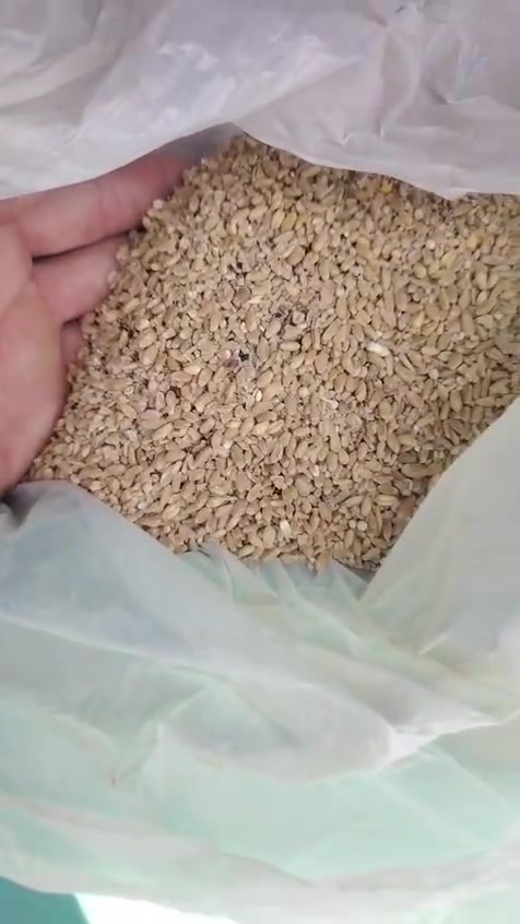 متوفر حنطه علفيه درجه أولى واصل إلى جميع محافظات العراق
كميات مفتوحة 

***********- واتساب

***********- اتصال هاتفي
