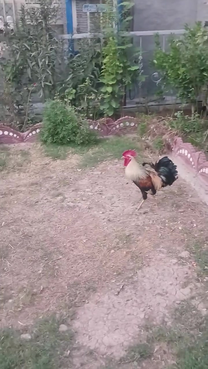 ديك عرب • دجاجة بياضة • مراوس