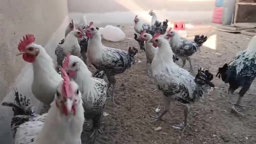 للبيع دياكه فرومي عمر ٧ أشهر التك ب١٢ وبي مجال في حي صدام اتصل ***********
