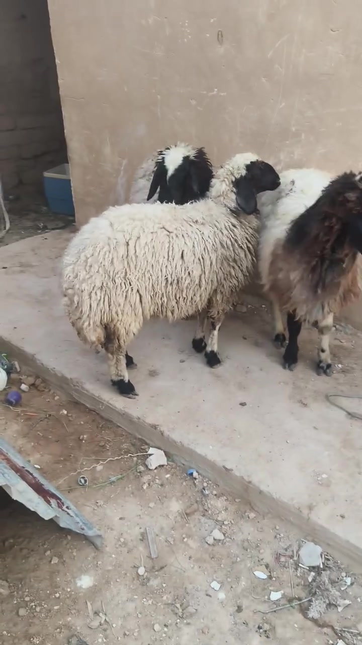 دجتين • نعجة • قابل تفاوض