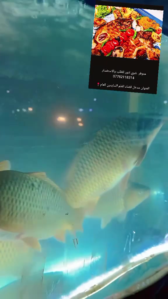 السلام عليكم  نوفرلكم مسكوف الفهد
🐟سمك مشوي معه تمن بكل دقه 
🐓دجاج ذبح معه ت🐓
🐓اجنحه مجمد معه تمن 🦴
🦴فخذ عرموط معه تمن 🦴
وحسب طلبك تريد تمن تريد بدون تمن 
متواجدين من ساعه 10صباحن الا 4فجر  
موجد توصيل داخل صلاح الدين العنوان المدخل العلم السايدين عويجيله وكل الهلا بل زباين ونتصل وتتدلل  
‏7782118314‬‏0مسكوف الفهد موجوده الوزان من 2كليلو الا5كيلو

نص مكتوب في الصور:
- متوفر شوي تنور للطلب والاستفسار *********** العنوان مدخل قضاء العلم السايدين العام