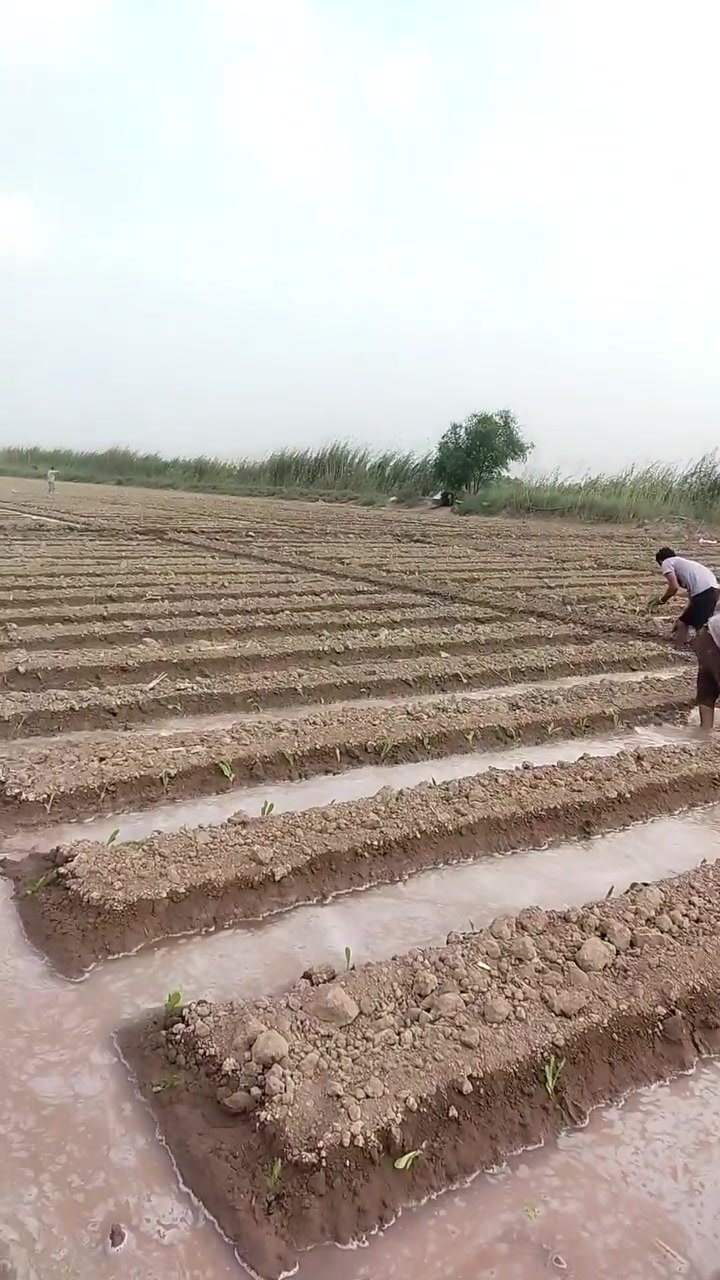 عمال شتال • خس • باجله