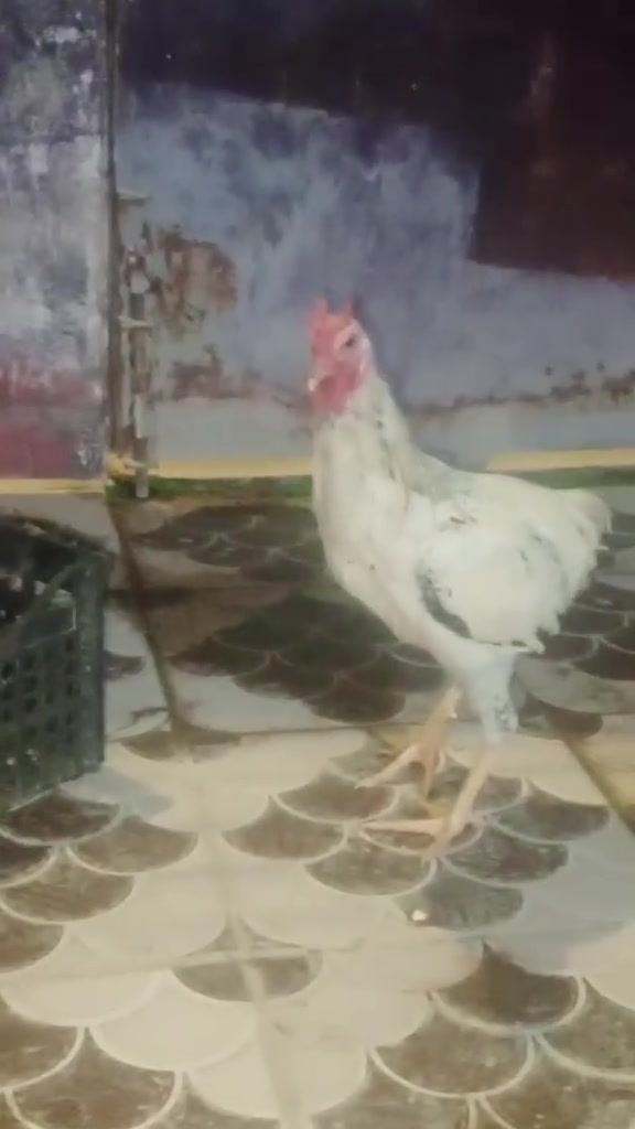 نشر • إعلانين • ديالى القصيرين