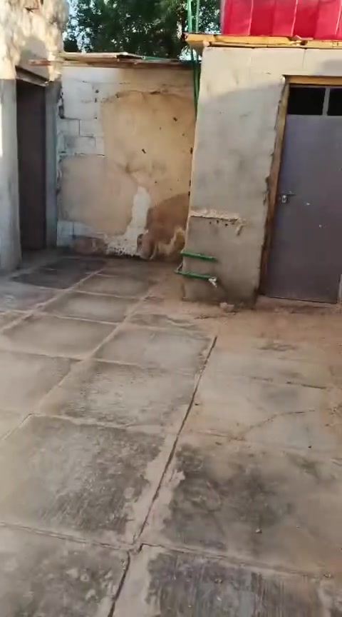 رشاد جامع الغركان • ١٥٠م • استقبال وهول