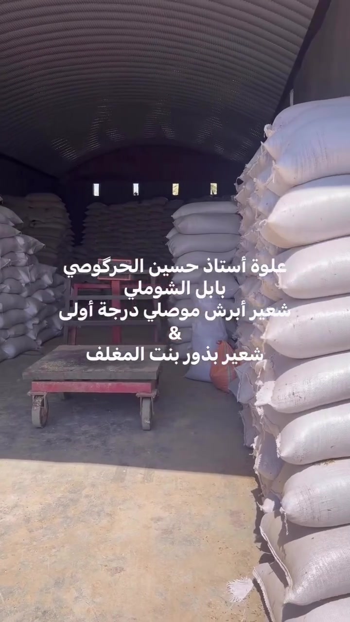 علوة أستاذ حسين الحرگوصي 
بابل الشوملي 
***********
***********
شعير أبرش موصل درجة أولى 
شعير بت المغلف 
حنطه بذور عربيه نزار ادنا وفيه
