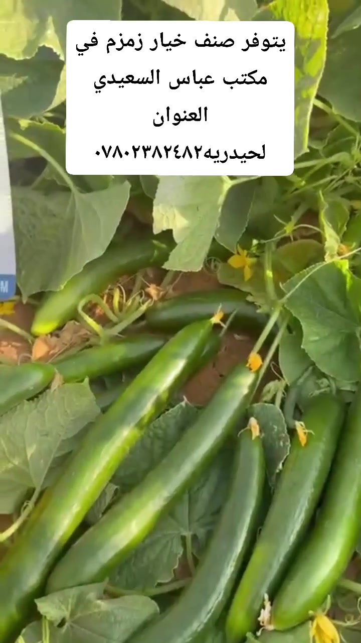 لا توجد تفاصيل
