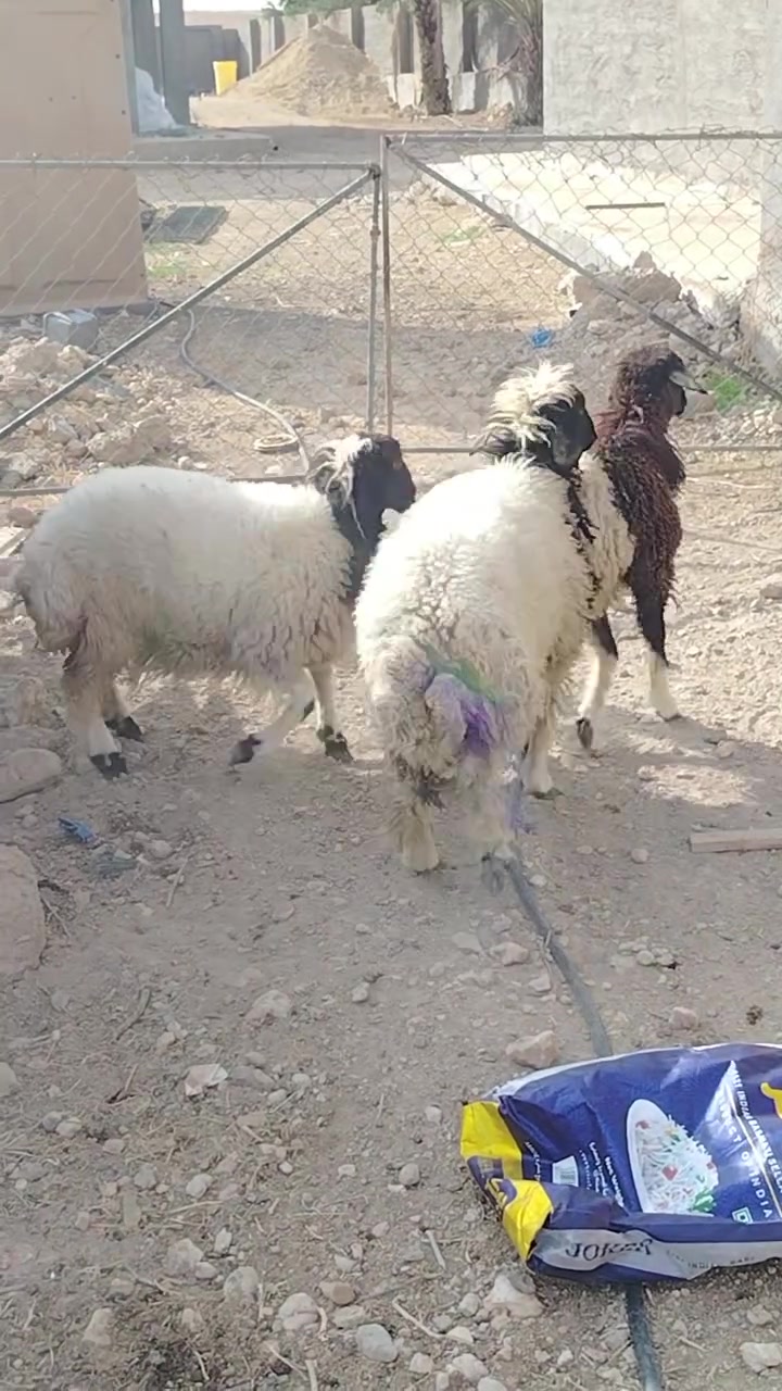 ٣ دجات • مكصوصات • حديثه آلوس