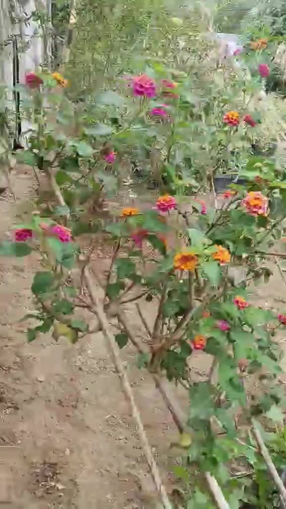 نباتات جارجيه • كربلاء • توصيل داخل كربلاء