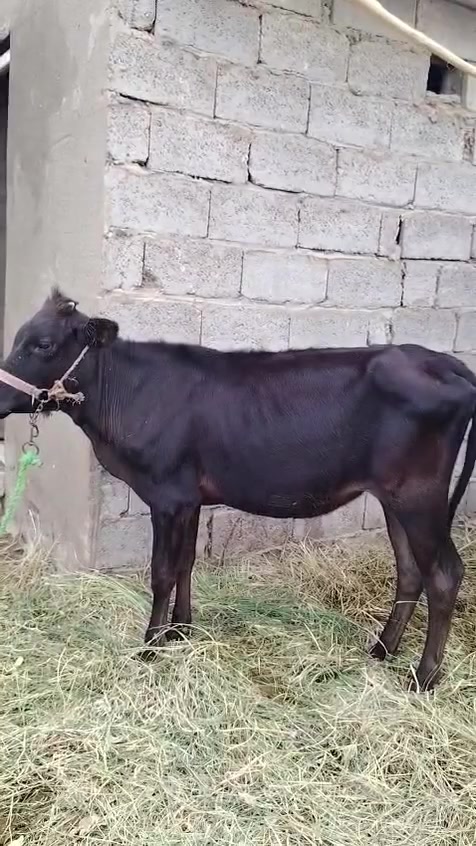 نابجر • كربلاء فريحه • حلوه