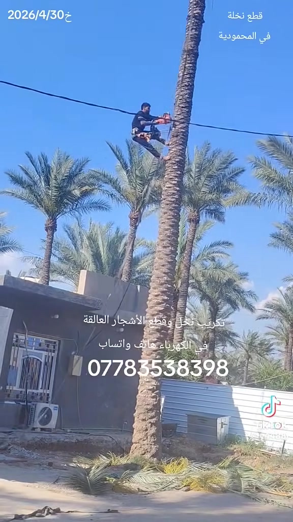 المحمودية • تكريب النخيل • أشجار عالقة بالكهرباء