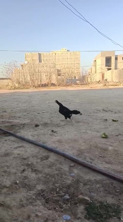 مخالف كوبرا هزاز الماني عمر 3اشهرونص تكريت قرب المطحمة ***********...***********
