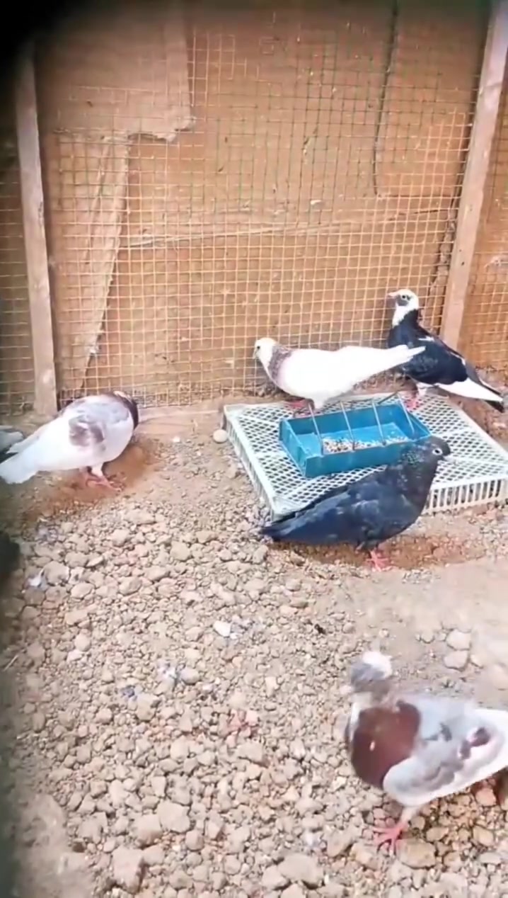 متاح ٧ • زواج • قواق