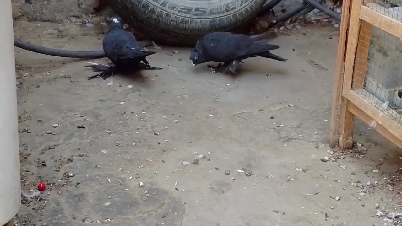 للبيع خالهن للزينه ميطيرن
*********** واتساب
